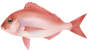 Pink Fish PNG Clipart Background