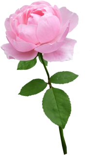 Pink Flower Png Images Download Hd