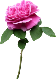 Pink Flower With Leaf Png Hd