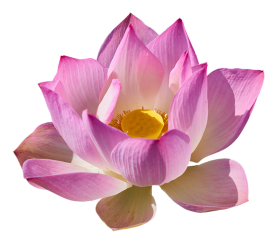 Pink Lotus Flower HD PNG Images Download