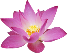 Pink Lotus Transparent HD PNG