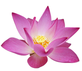 Pink Lotus Transparent HD PNG Download