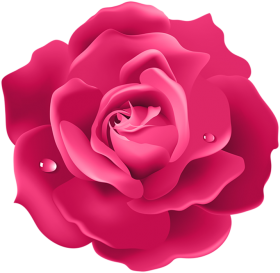 Pink Rose Clipart Flower PNG Images