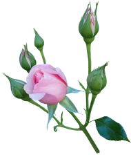 Pink Rose Flowers Png images