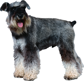 Puppy Jhhabra Dog PNG Images Hd