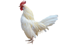 Pure White Cock Transparent PNG