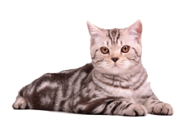 Pusheen Cat Png Transparent Image