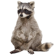 Raccoon PNG Photos download