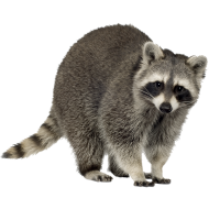 Raccoon PNG Pic Background download
