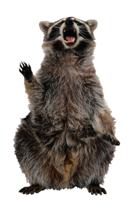 Raccoon Transparent File download