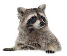 Raccoon Transparent Free PNG download
