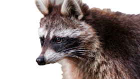 Raccoon Transparent PNG