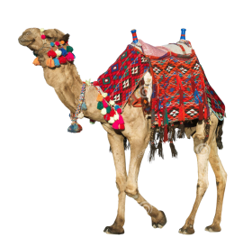 Rajasthan Camel Transparent PNG HD