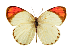 Real Butterfly PNG Images Download Free