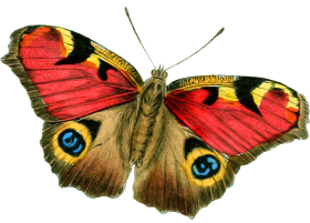 Real Butterfly PNG Images Hd