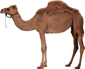 Real Camel PNG Images Download
