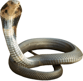 Real Cobra Snake PNG Download