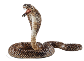 Real Cobra Snake PNG Hd Download