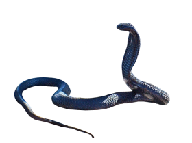 Real Cobra Transparent PNG Full HD