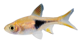 Real Fish Background PNG Image