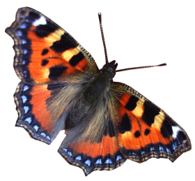 Real Flying Butterfly PNG Images Download