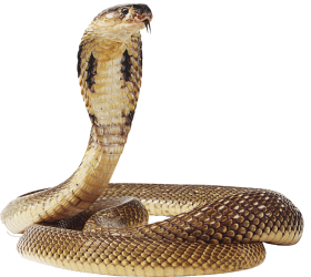 Real Golden Cobra Snake PNG Download