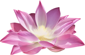 Real Lotus Flower Transparent PNG Download