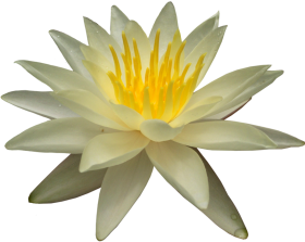 Real Lotus Flower Transparent PNG Download HD