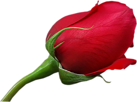 Real Red Rose Flower HD PNG