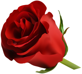 Real Red Rose Flower HD PNG Clipart