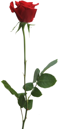 Real Red Rose Flower PNG  Full HD
