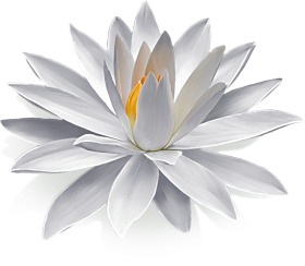 Real White Lotus Flower PNG Download