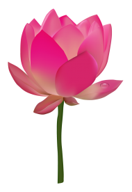 Red Lotus Flower PNG Images Download