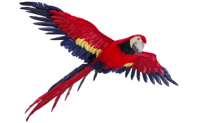 Red Parrot Png free Download hd