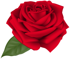 Red Rose Flower PNG Download Free