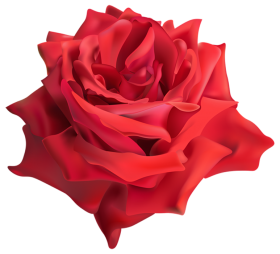 Red Rose Flower PNG Download HD