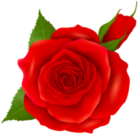 Red Rose Flower PNG For Picsart