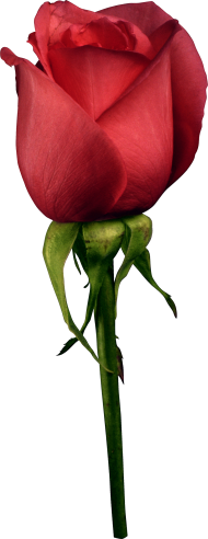 Red Rose Flower PNG  For Picsart Photo Editing