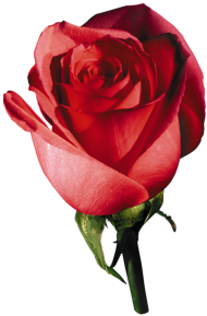 Red Rose Flower PNG image