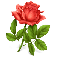 Red Rose Flower PNG Images Full HD