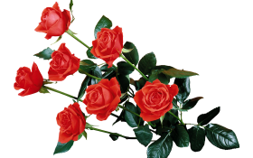 Red Rose Flower Tree HD PNG image