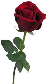 Red Rose Single Flower PNG Download