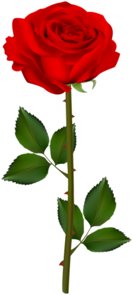 Red Rose Single Flower PNG  For Editing