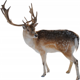 Reindeer PNG Download transparent Background