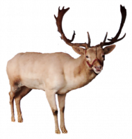 Reindeer PNG Image Full HD Download