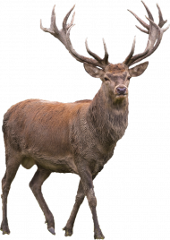 Reindeer PNG Transparent Background HD