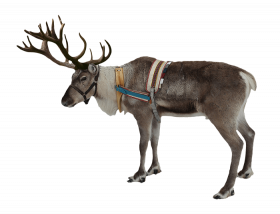 Reindeer PNG Transparent Background HD
