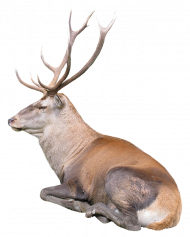 Reindeer PNG Transparent Background HD