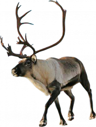 Reindeer PNG Transparent Background HD