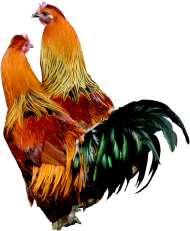 Rooster Cock Transparent PNG